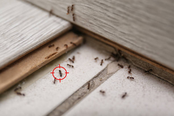 Reliable Miami Springs, FL Pest Control Solutions