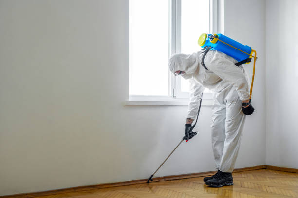 Wasp Removal Services in Miami Springs, FL