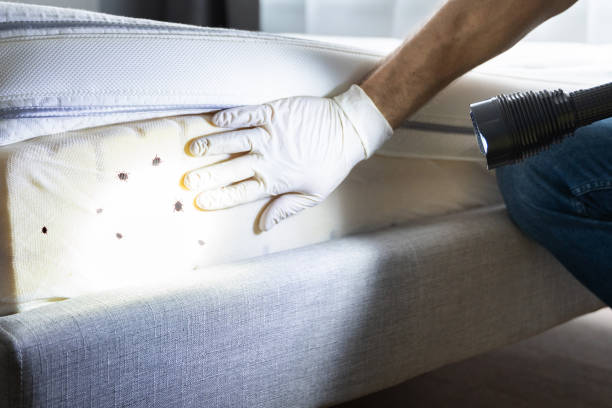 Best Pest Removal Services  in Miami Springs, FL