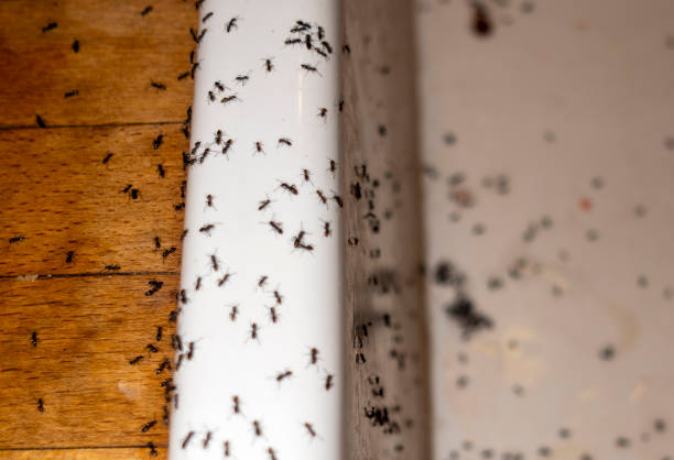 Best Local Pest Control Services  in Miami Springs, FL
