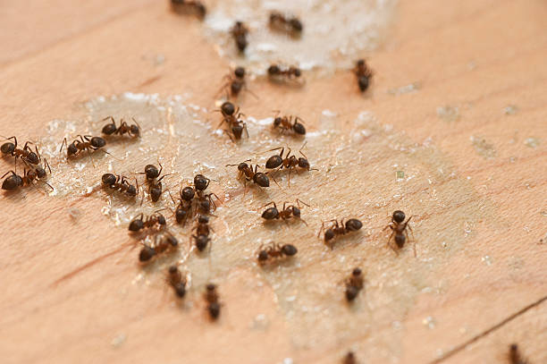 Best Pest Control Near Me  in Miami Springs, FL